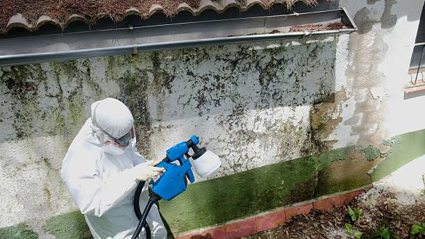 Mold Remediation service in McHenry, McHenry, MD